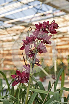 Purple orchid in shop for greenhouse cultivation of indoor flowers