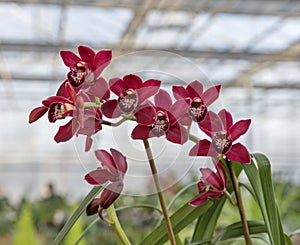 Purple orchid in shop for greenhouse cultivation of indoor flowers