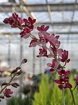 Purple orchid in shop for greenhouse cultivation of indoor flowers