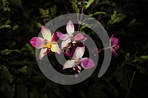 Purple orchid with small white colour blossomed in darkness.