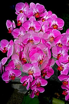 Purple orchid spray