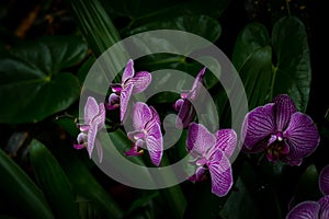 Purple orchid standing a green background