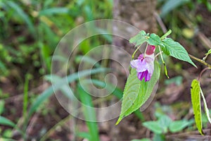 Purple Orchid/ thai flower/Thai orchid