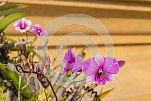 Purple orchid under sun light