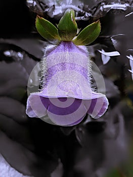 purple orchid on a vivid background