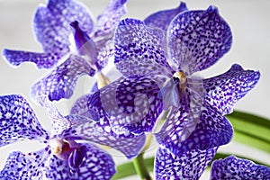 Purple orchid wanda close up.Shallow depth of field, soft effect.