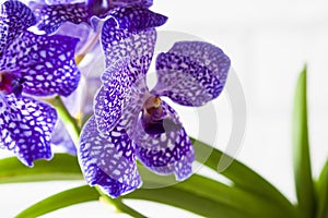 Purple orchid wanda close up.Shallow depth of field, soft effect.