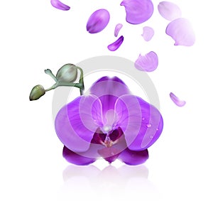 Purpurová orchidea voda kvapky 