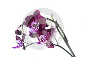Purple orchid on white