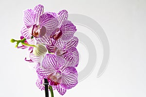 Purple orchid on  white background