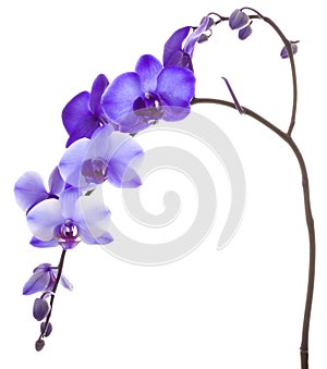 Purple Orchid on White Background