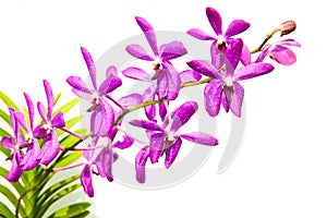 Purple Orchid On White Background