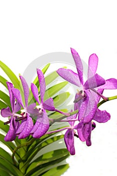Purple Orchid On White Background