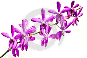 Purple Orchid On White Background