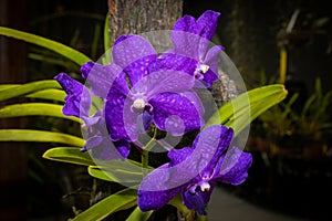 Purple orchid with white interior, with the background of a flower shop