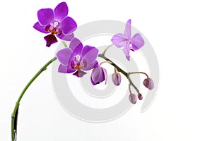 Purple orchid with white pattern