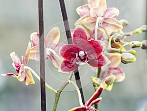 Purple orchid at window, Orchidaceae, Phalaenopsis known as the Moth Orchid, abbreviated Phal