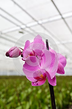 Purple orchidaceae in greenhouse