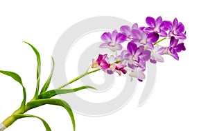 Purple orchids