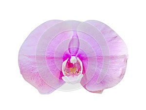 Purple orchids blooming  , Nature inflorescence patterns of  colorful flowers phalaenopsis  isolated on white background with