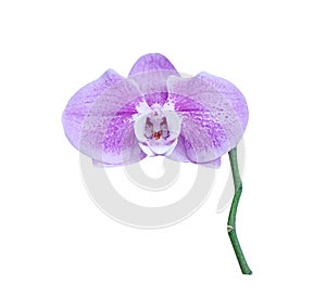Purple orchids blooming  , Nature inflorescence patterns of  colorful flowers phalaenopsis  isolated on white background with