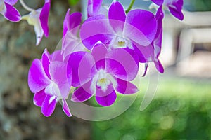 Purple orchids on a bouquet at the beach in the morning