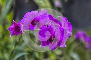 Purple orchids on a branch