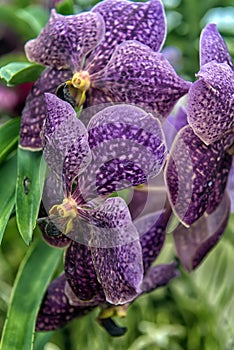 Purple orchids on a branch