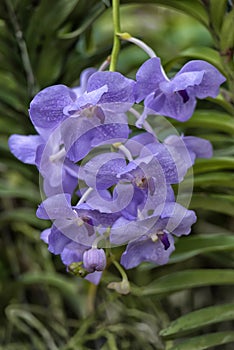 Purple orchids on a branch