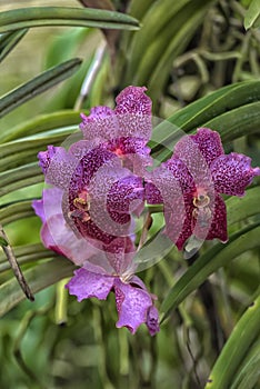 Purple orchids on a branch