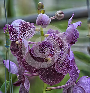 Purple orchids on a branch