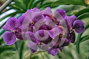 Purple orchids on a branch