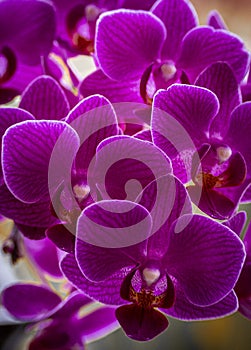 Purple orchids close up