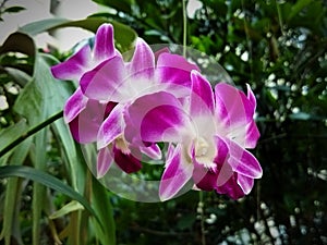 Purple orchids dangle beautifully in the garden. photo