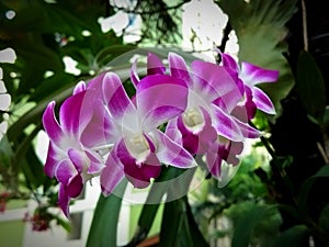 Purple orchids dangle beautifully in the garden 2. photo