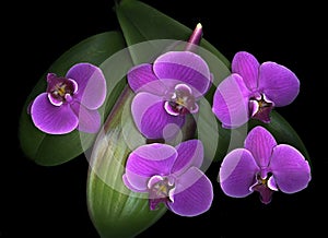 Purple Orchids Dark Background