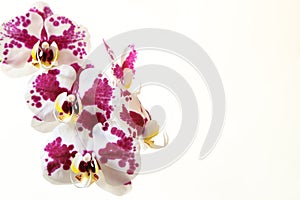 Natural Purple Orchids photo