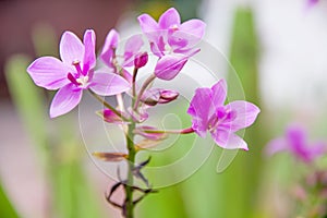 Purple orchids flower blooming in outdoor nature garden background