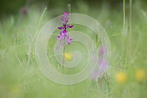 Purple orchids in flower field