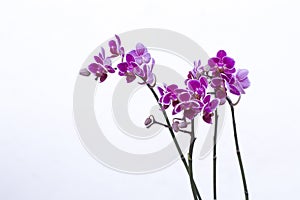 Purple Orchids in Garden