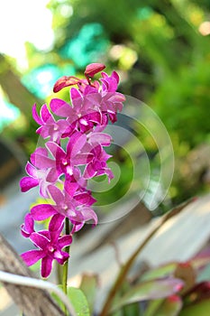 Purple orchids in the nature