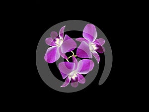 Purple Orchids (Orchidaceae)