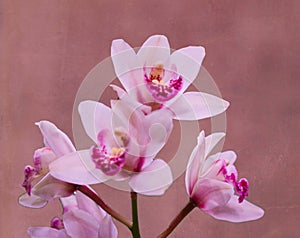 Purple Orchids Textured