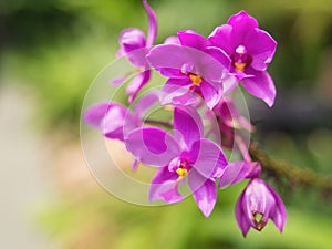 Purple orchids in ther garden ,soft focus photo