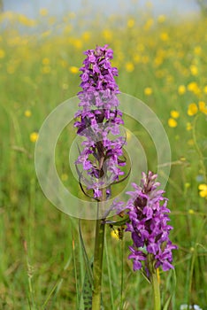 Purple orchis blooms in the meadow