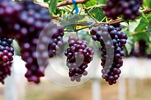 Purple organic fruit in vineyard . bunch of ripe fresh grape at nature garden to make wine or juice .
