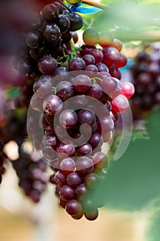 Purple organic fruit in vineyard . bunch of ripe fresh grape at nature garden to make wine or juice .