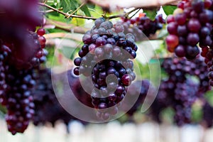 Purple organic fruit in vineyard . bunch of ripe fresh grape at nature garden to make wine or juice .