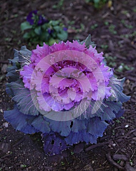 Purple ornamental cabbage photo
