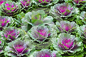 Purple Ornamental Cabbage plants